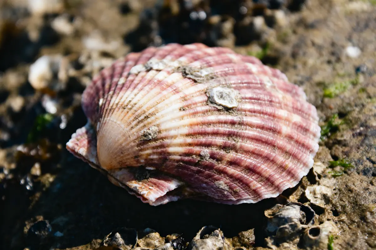 Coquille St Jacques bretonne ou normande : Quelle différence ?