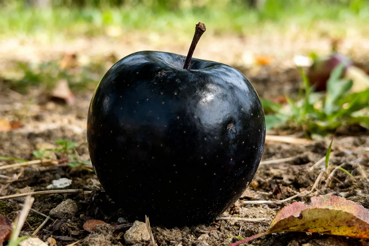 Pomme Noire : Découvrez Les Mystères Et Variétés Exotiques