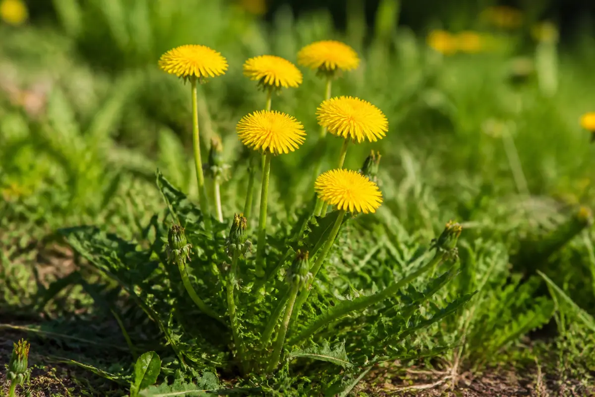Pissenlit comestible : Bienfaits, cueillette et recettes